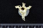 Red-Faced Cormorant (Thoracic Vertebrae Middle (Axial) - Cranial)