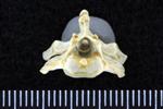 Red-Faced Cormorant (Caudal Vertebrae Middle (Axial) - Cranial)