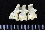 Red-Faced Cormorant (Caudal Vertebrae Middle (Axial) - Right)