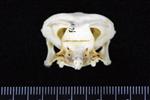 Pelegic Cormorant / Baird's Cormorant (Cranium (Axial) - Cranial)