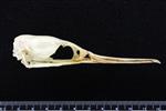 Pelegic Cormorant / Baird's Cormorant (Cranium (Axial) - Right)