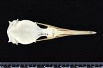 Pelegic Cormorant / Baird's Cormorant (Cranium (Axial) - Dorsal)