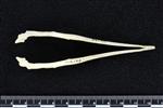 Pelegic Cormorant / Baird's Cormorant (Jaw (Axial) - Ventral)