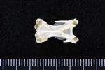 Pelegic Cormorant / Baird's Cormorant (Cervical Vertebrae 3 (Axial) - Ventral)