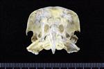 Osprey (Cranium (Axial) - Cranial)