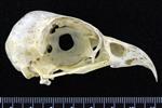 Osprey (Cranium (Axial) - Right)