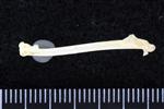 Red-Necked Phalrope (Humerus (Left) - Lateral)