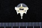 Pomarine Jaeger / Pomarine Skua (Cervical Vertebrae 3 (Axial) - Cranial)
