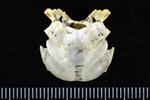 Arctic Tern (Cranium (Axial) - Caudal)