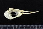 Arctic Tern (Cranium (Axial) - Left)