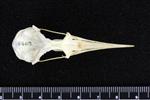 Arctic Tern (Cranium (Axial) - Dorsal)