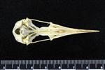 Arctic Tern (Cranium (Axial) - Ventral)
