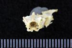 Arctic Tern (Cervical Vertebrae 3 (Axial) - Cranial)