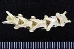 Arctic Tern (Cervical Vertebrae 3 (Axial) - Dorsal)