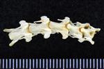 Arctic Tern (Cervical Vertebrae 3 (Axial) - Ventral)