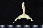 Arctic Tern (Sternum (Keel) (Axial) - Caudal)