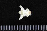 Dovekie / Little Auk (Cervical Vertebrae 1 - Atlas (Axial) - Ventral)