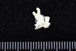 Dovekie / Little Auk (Cervical Vertebrae 2 - Axis (Axial) - Right)