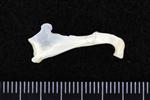 Dovekie / Little Auk (Coracoid (Axial) - Posterior)