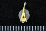 Red-Necked Grebe (Caudal Vertebrae Middle (Axial) - Cranial)