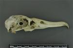 Black-footed Albatross (Cranium (Axial) - Right)