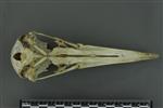 Black-footed Albatross (Cranium (Axial) - Ventral)