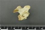 Black-footed Albatross (Thoracic Vertebrae 1 (Axial) - Right)