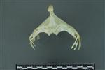 Black-footed Albatross (Sternal Rib (Miscellaneous) - Cranial)