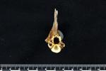Lingcod (Cervical Vertebrae 1 - Atlas (Axial) - Cranial)