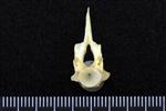 Alaska Pollock (Cervical Vertebrae 1 - Atlas (Axial) - Cranial)
