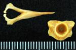 Black Rockfish (Cervical Vertebrae 1 - Atlas (Axial) - Cranial)