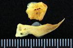 Black Rockfish (Cervical Vertebrae 1 - Atlas (Axial) - Right)