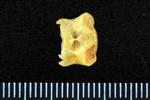 Black Rockfish (Cervical Vertebrae 1 - Atlas (Axial) - Dorsal)