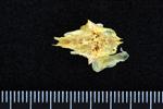 Black Rockfish (Mesethmoid (Axial) - Ventral)