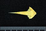 Black Rockfish (Vomer (Axial) - Ventral)