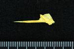 Black Rockfish (Vomer (Axial) - Right)