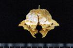 Black Rockfish (Supraoccipital (Axial) - Cranial)