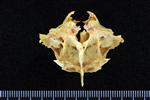 Black Rockfish (Supraoccipital (Axial) - Caudal)