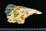Black Rockfish (Supraoccipital (Axial) - Right)