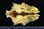 Black Rockfish (Supraoccipital (Axial) - Ventral)