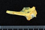 Black Rockfish (Hyomandibular (Left) - Lateral)
