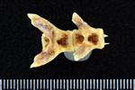 Black Rockfish (Precaudal Vertebrae Middle (Axial) - Ventral)