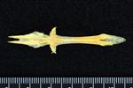 Black Rockfish (Parasphenoid (Axial) - Ventral)