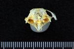 Pacific Herring (Cervical Vertebrae 1 - Atlas (Axial) - Cranial)