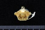 Pacific Herring (Cervical Vertebrae 1 - Atlas (Axial) - Caudal)