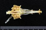 Pacific Herring (Thoracic Vertebrae Middle (Axial) - Ventral)