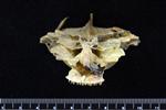 Pacific Cod (Cervical Vertebrae 1 - Atlas (Axial) - Cranial)