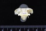 Northern Pike (Cervical Vertebrae 1 - Atlas (Axial) - Cranial)
