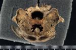 Great Auk (Cranium (Axial) - Caudal)
