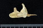 Great Auk (Coracoid (Left) - Proximal)